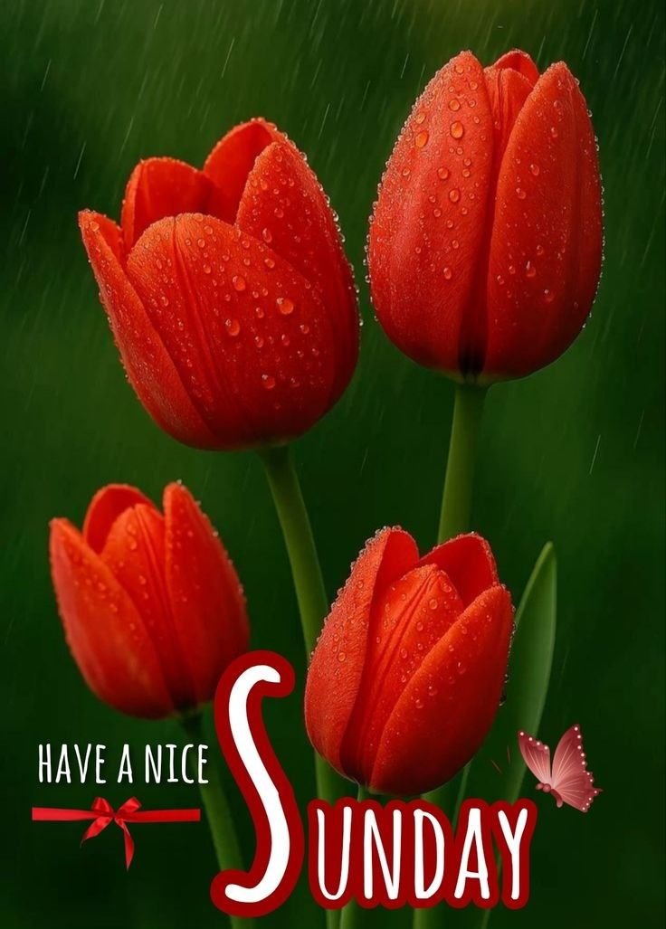 Happy sunday with tulip flowers images