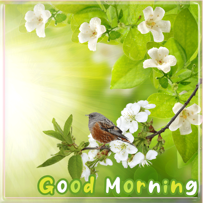 Animated Beautiful Nature Good Morning Gif