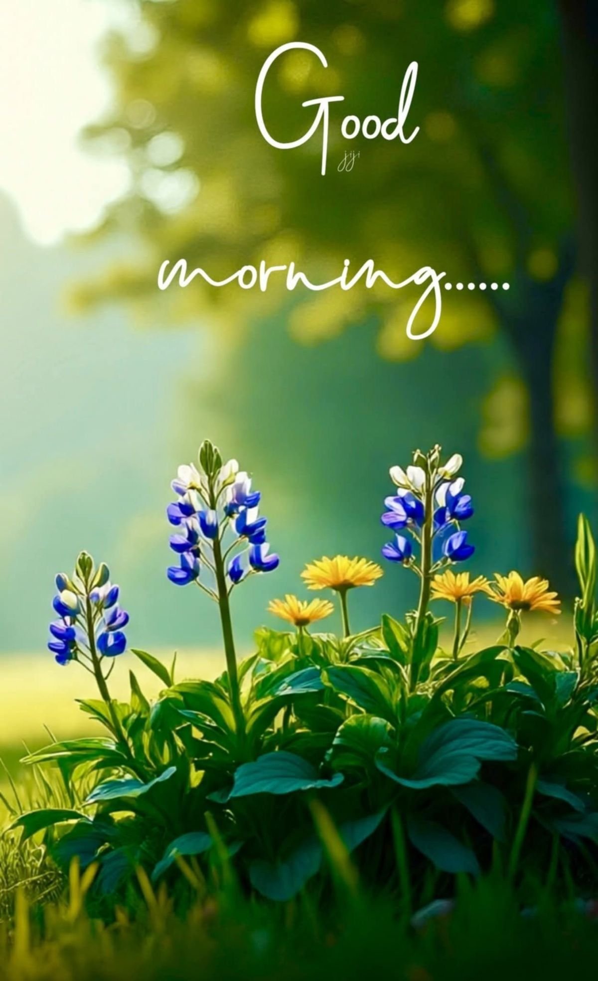 Beautiful good morning (7)