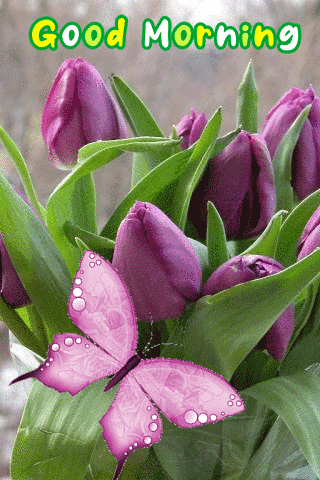 Beautiful Good Morning Butterfly Gif