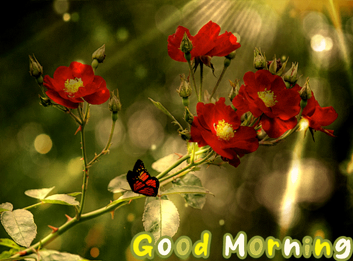 Beautiful Good Morning Flowers Gif For Whatsapp