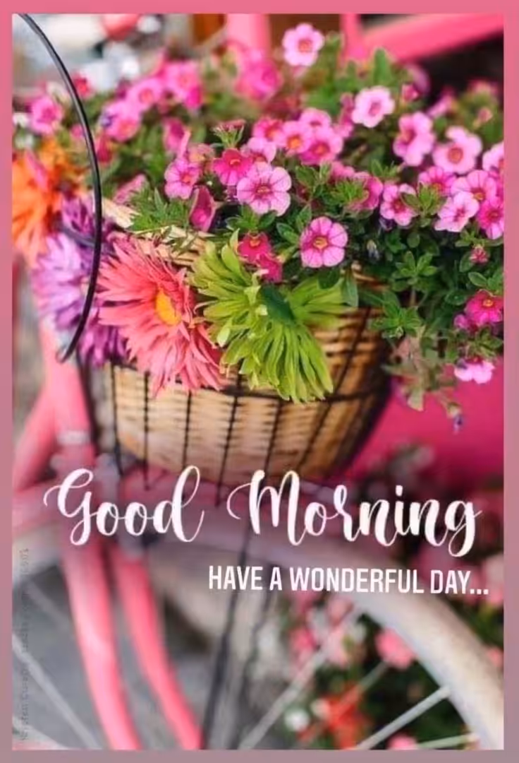 Beautiful good morning flowers pictures for whatsapp