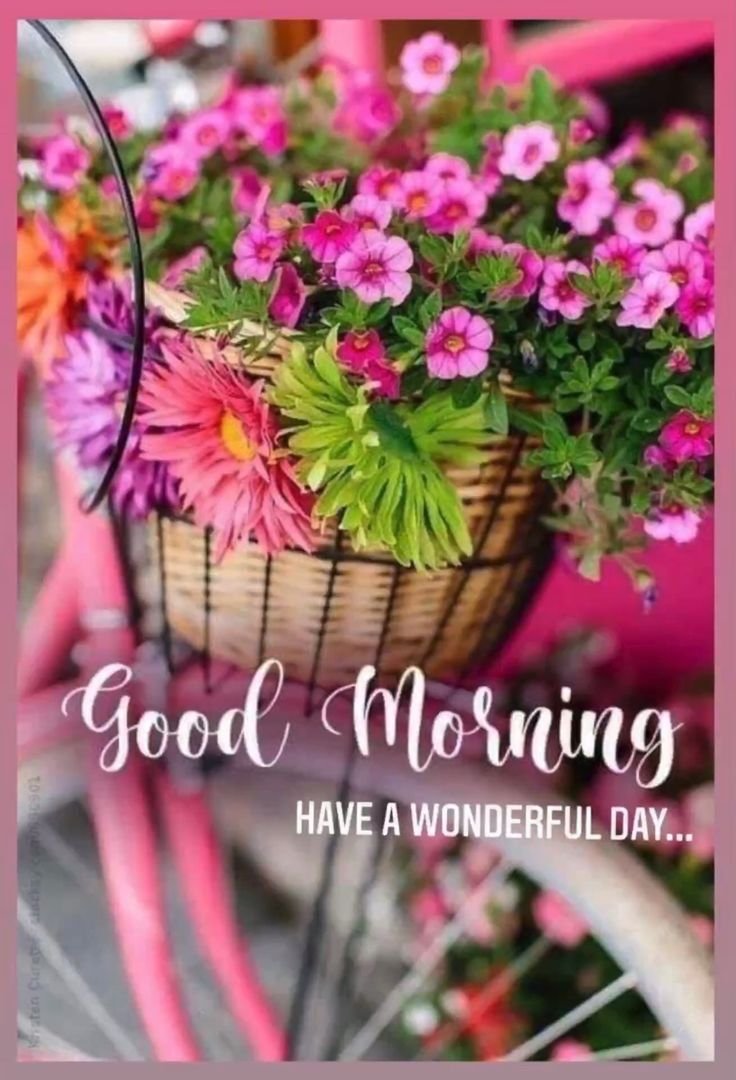 Beautiful good morning flowers pictures for whatsapp