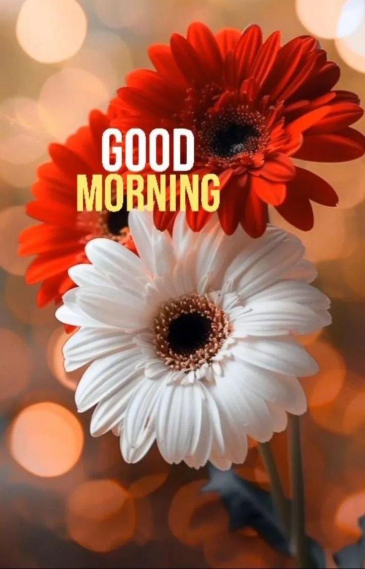 Beautiful good morning flowers pictures for whatsapp