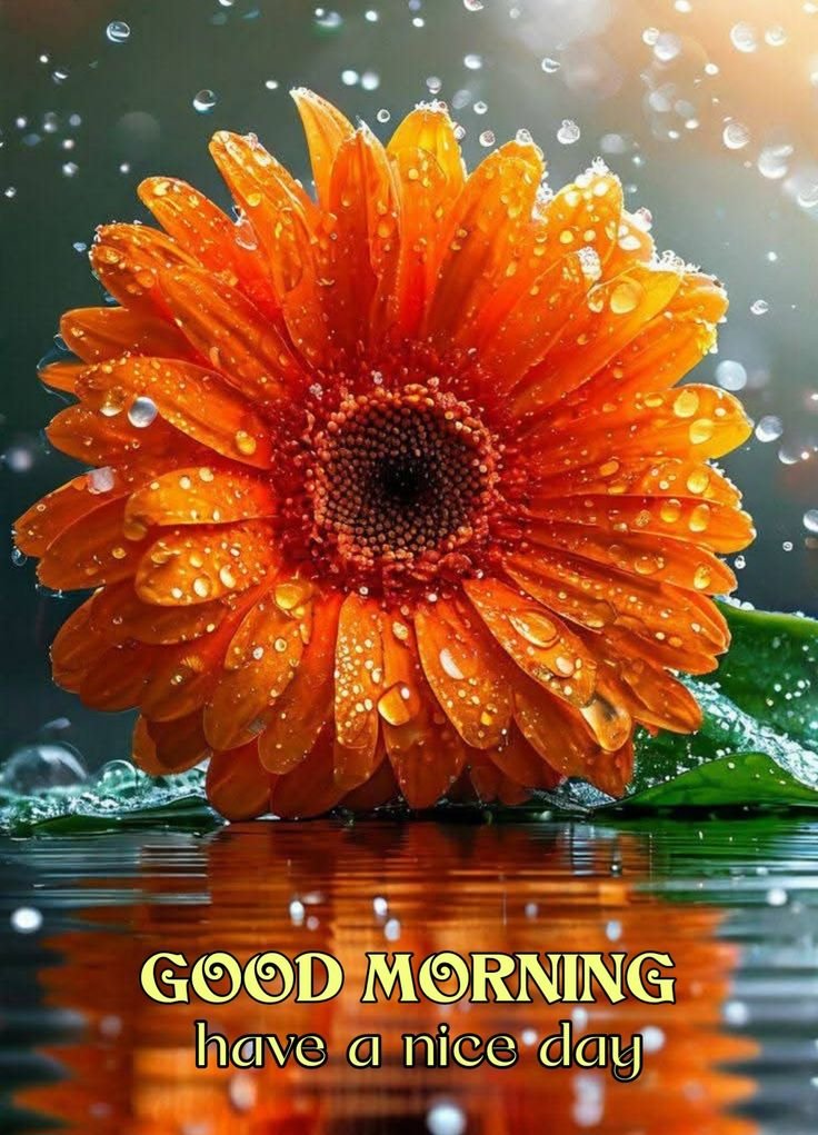 Beautiful good morning flowers pictures for whatsapp
