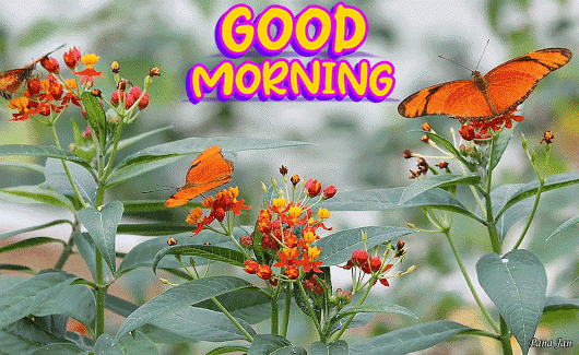 Beautiful Nature Good Morning Gif