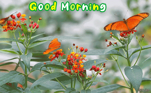 Best Good Morning Butterfly Gif