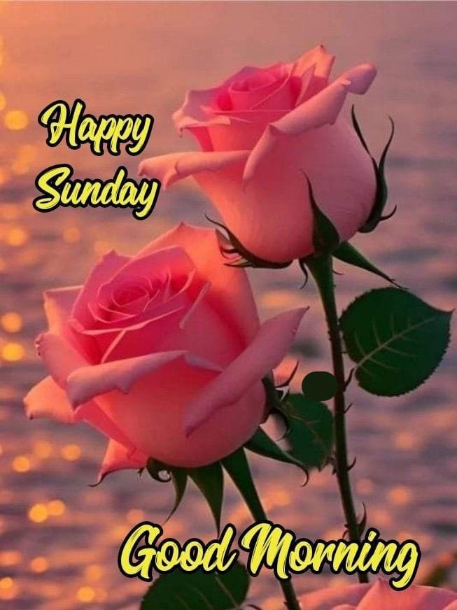 Good morning and happy sunday images