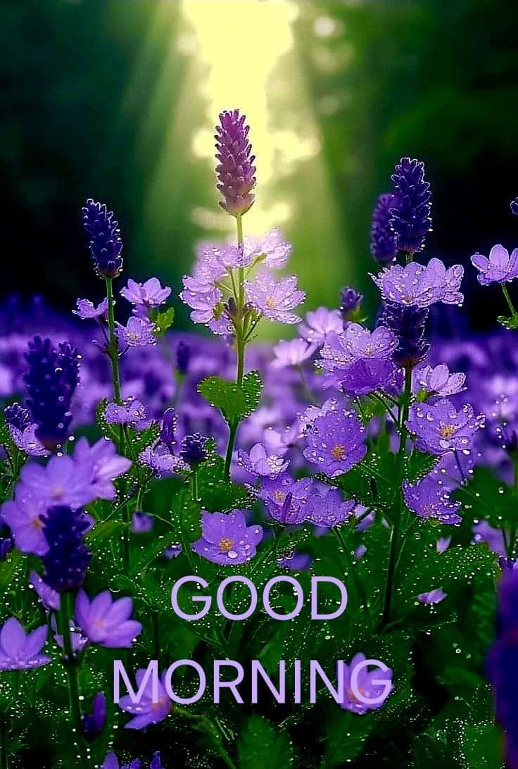 Good morning beautiful images (16)