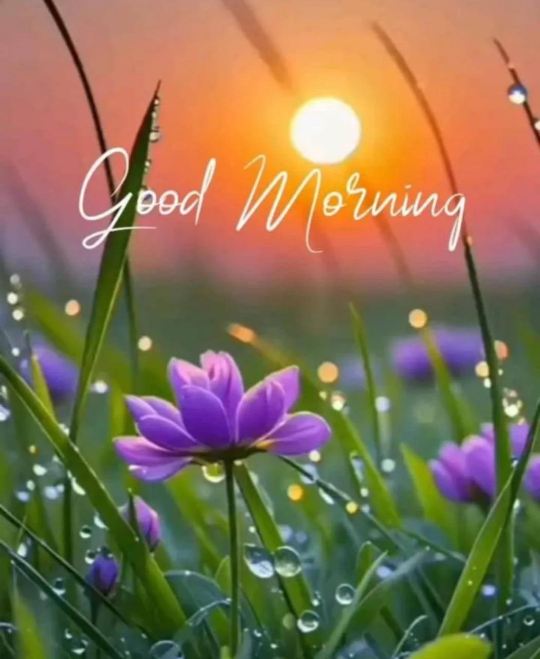 Good morning flower images hd (4)