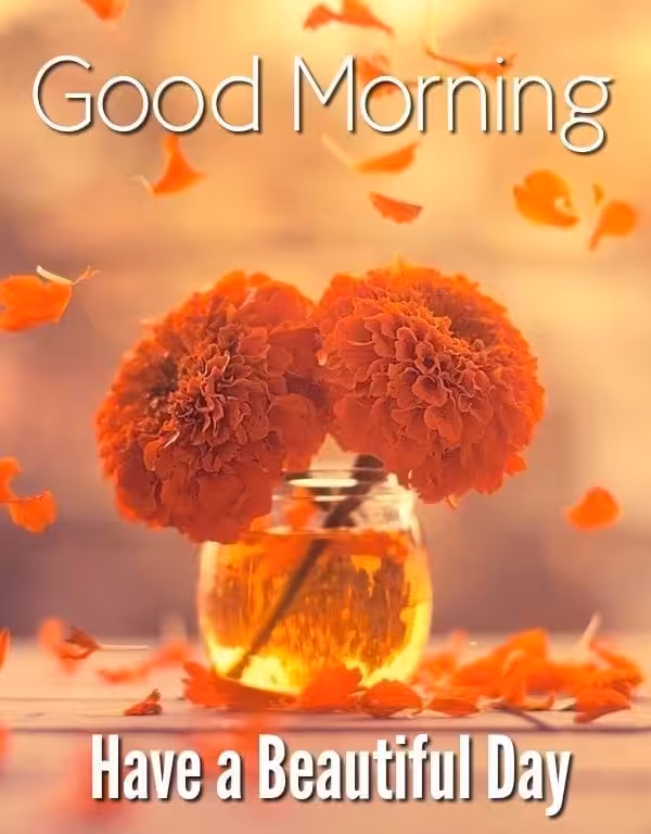 Good morning flowers images for whatsapp (5)