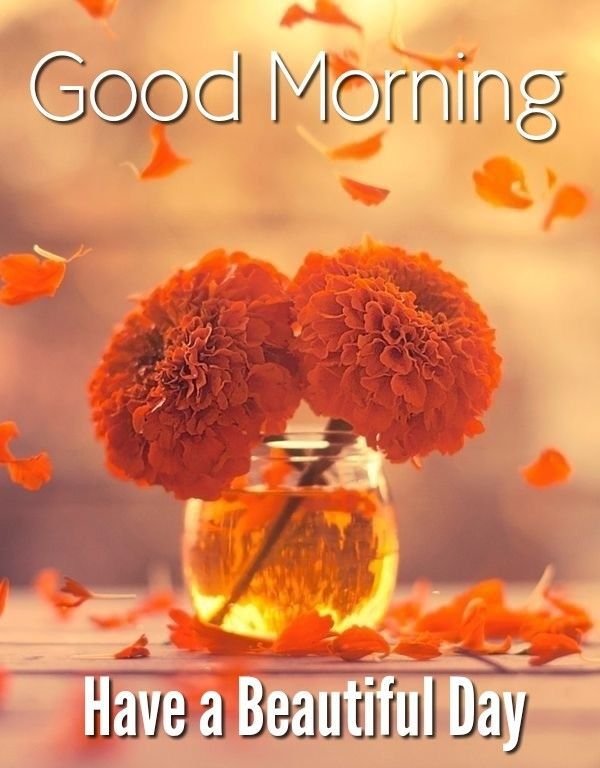 Good morning flowers images for whatsapp (5)