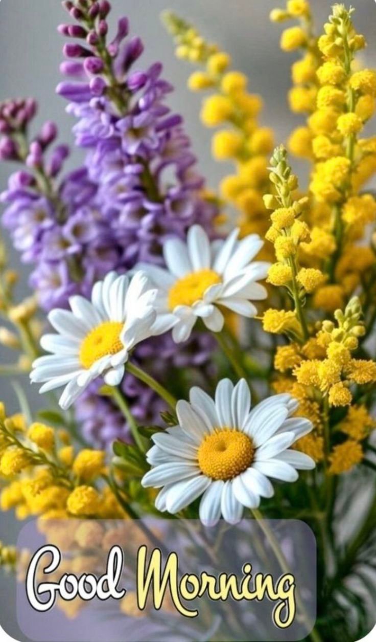 Good morning flowers pictures for whatsapp