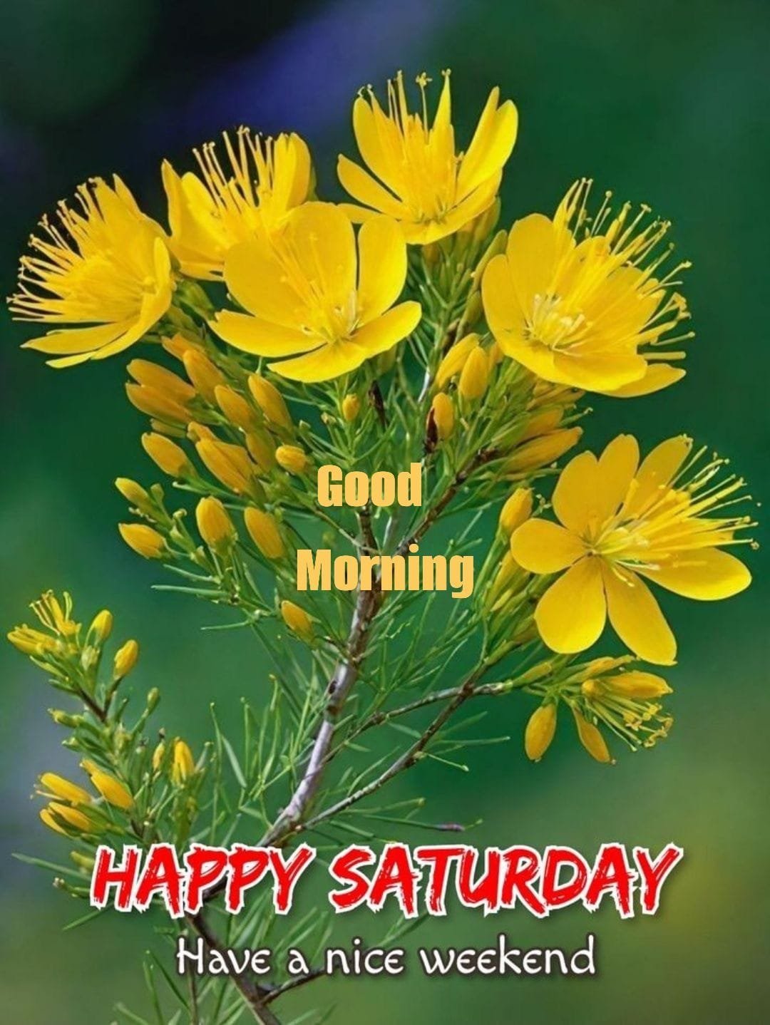 Good morning happy saturday images