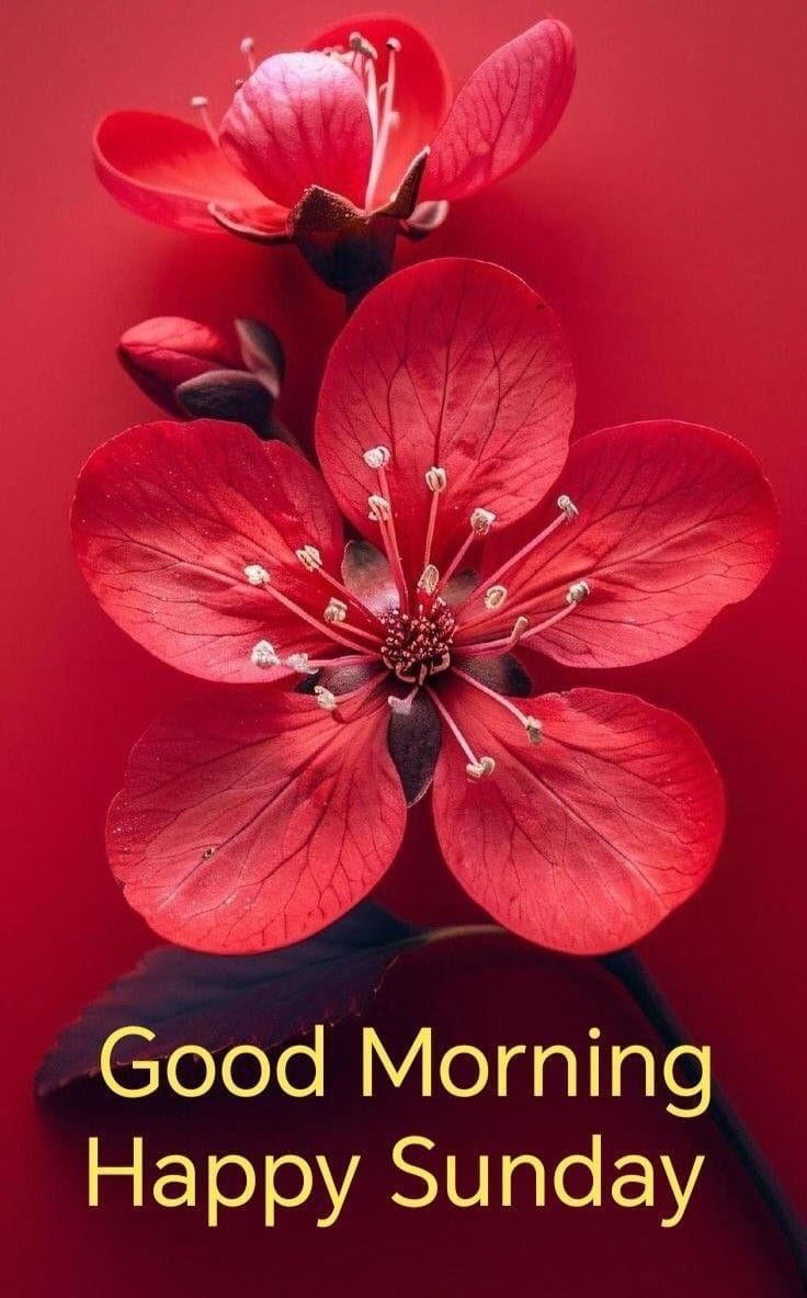 Good morning happy sunday