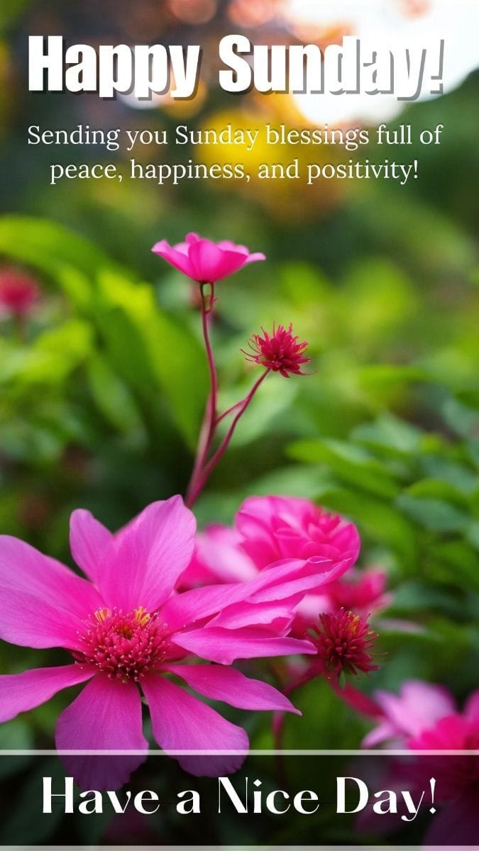 good morning happy sunday have a blessed day