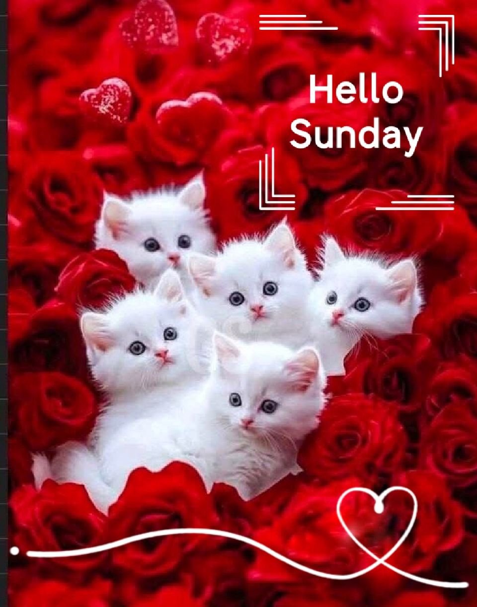 Good morning happy sunday hd wallpaper