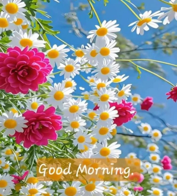 Good morning images (7)