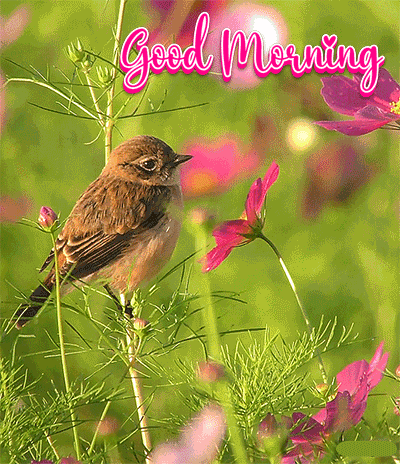Good Morning Images With Nature And Birds Gif