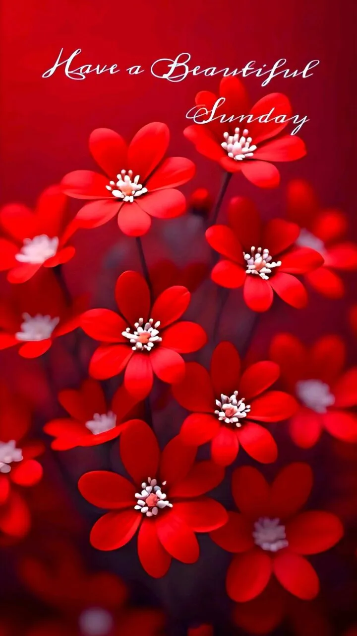 Good morning sunday images for whatsapp