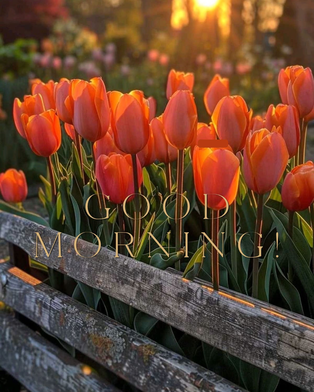 Good morning wishes photo (3)