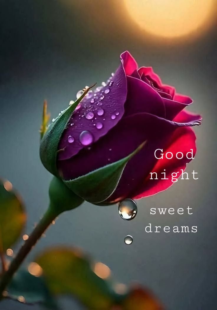 Good night rose pic