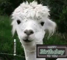 Happy Birthday Hilarious Gif