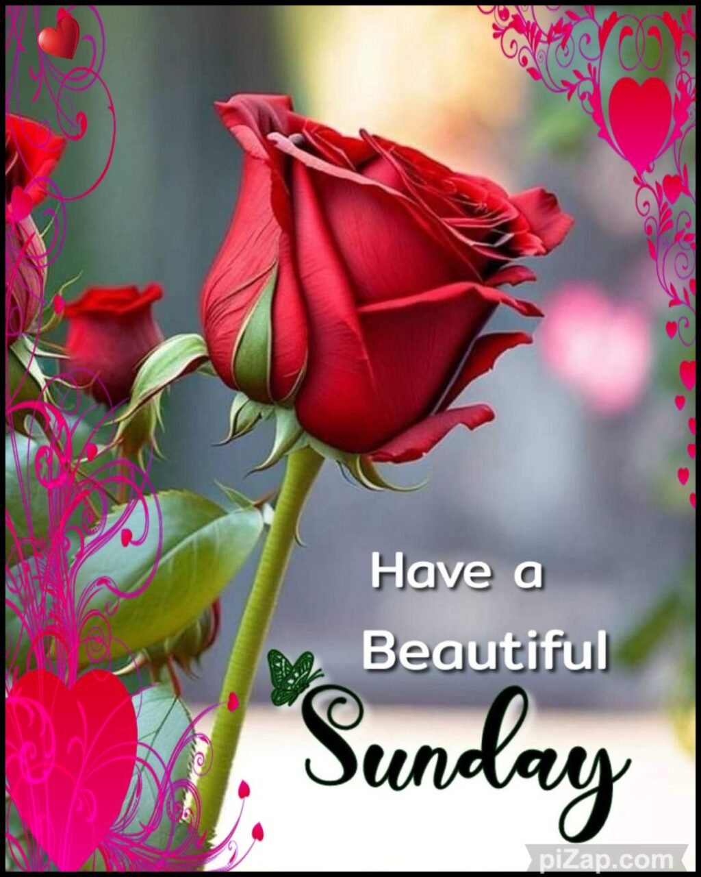 Happy sunday good morning rose