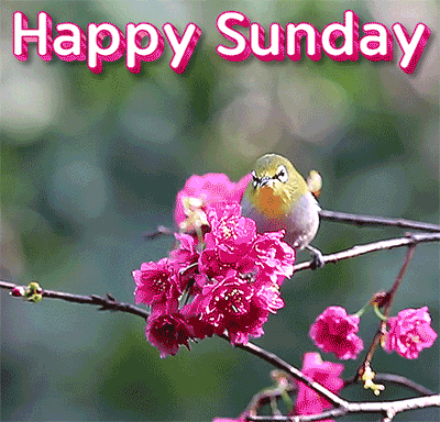 Happy Sunday Nature Gif