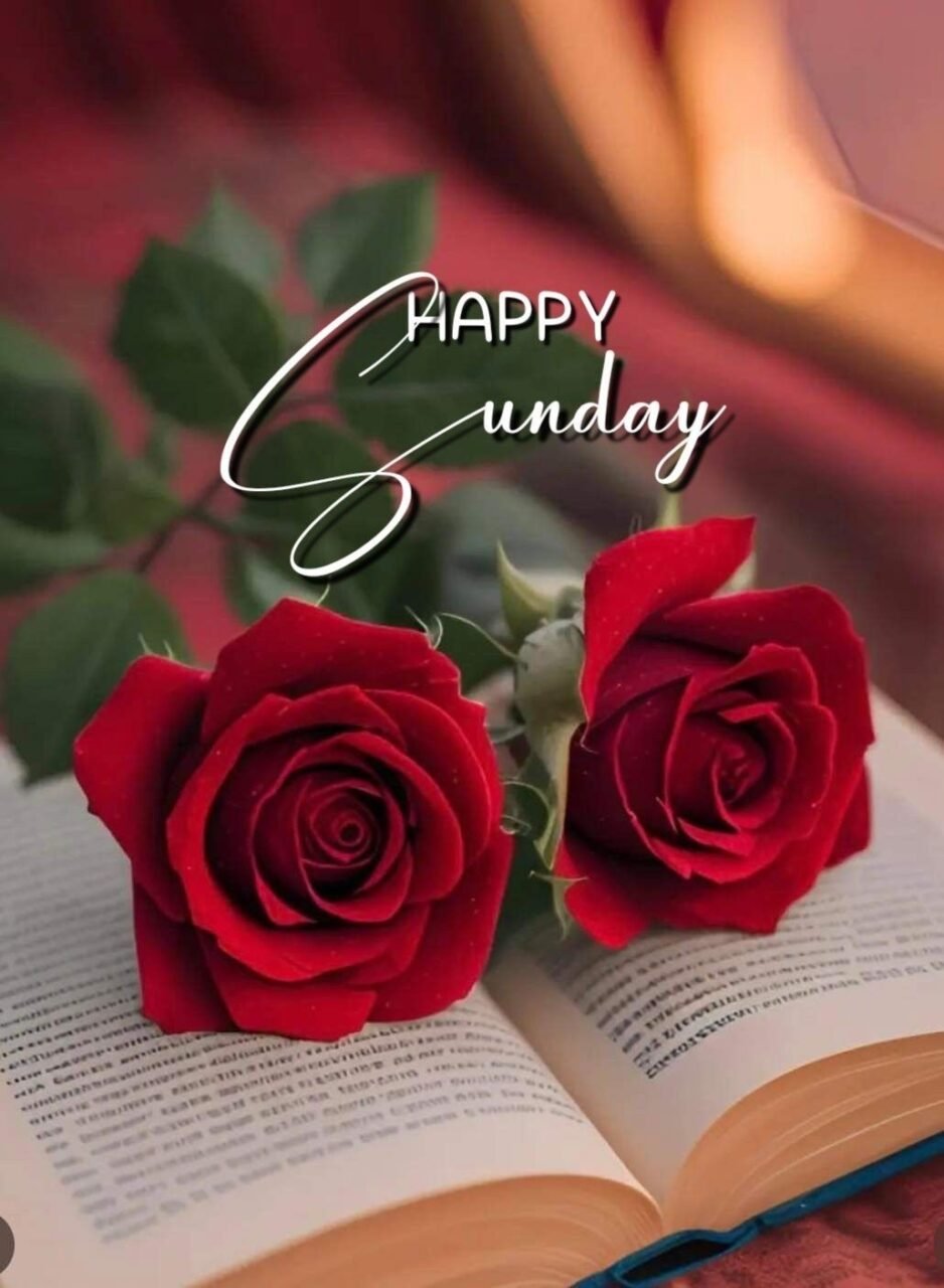 Happy sunday red rose