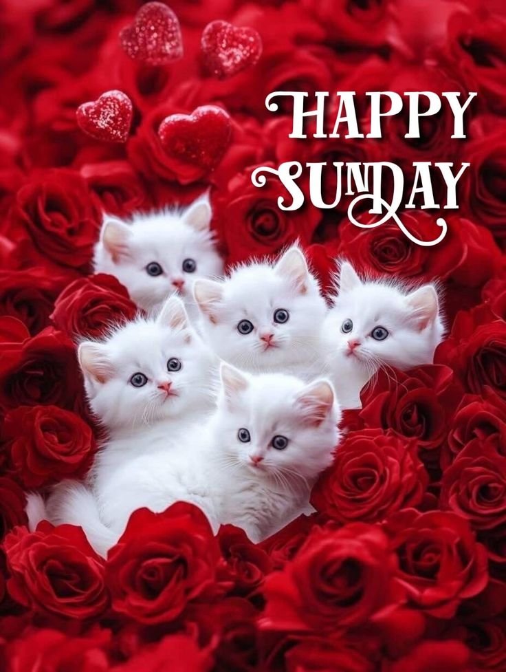 Happy sunday roses images