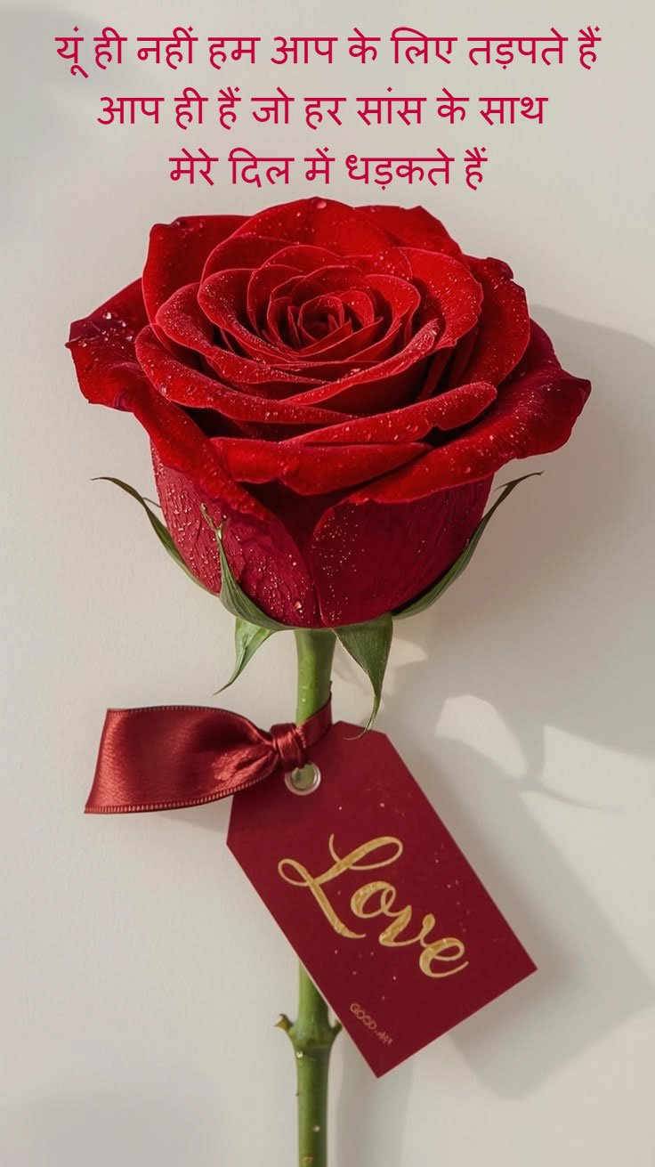 Love shayari with cute rose photo