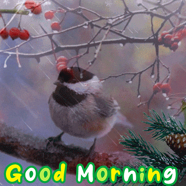Nature Bird Good Morning Gif