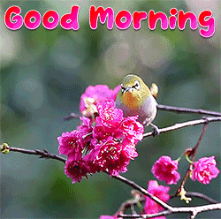 Nature Good Morning Gif