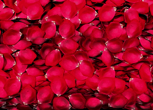 Valentines Day Wishes Gif